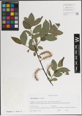 Foto von Salix kazbekensis A. K. Skvortsov